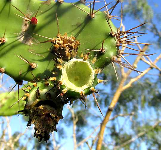 NOPALEA INAPERTA, immature fruit