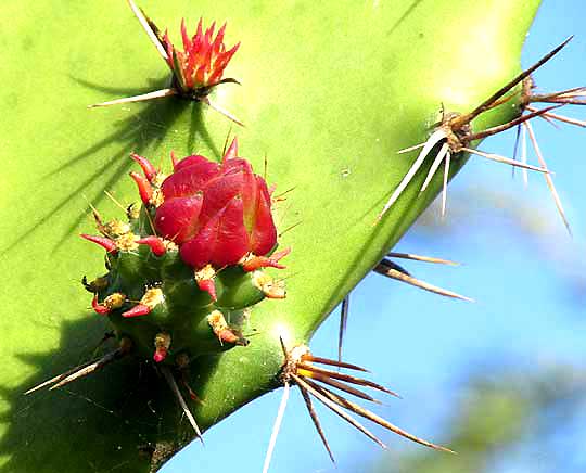 NOPALEA INAPERTA, flower buds