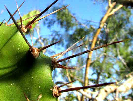 NOPALEA INAPERTA, spines