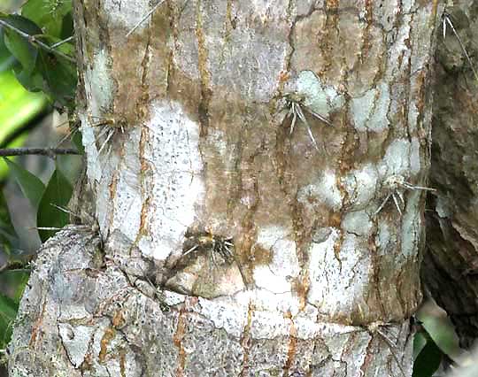 NOPALEA INAPERTA, trunk