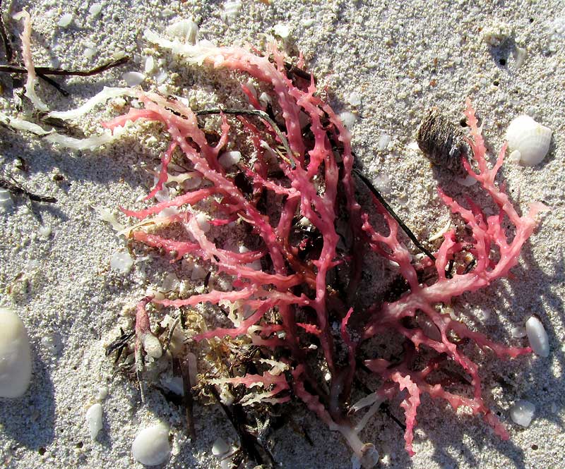 Soft Coral, SCLERACIS GUADALUPENSIS