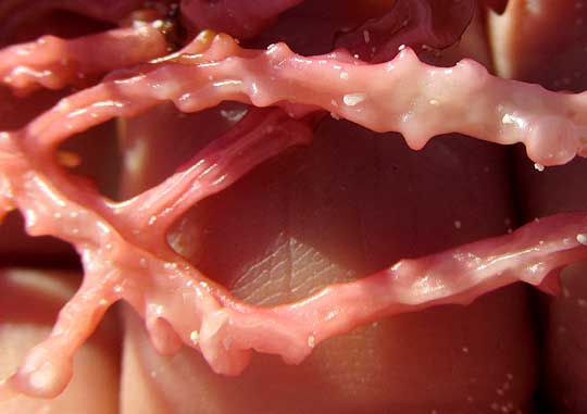 Soft Coral, SCLERACIS GUADALUPENSIS, close-up