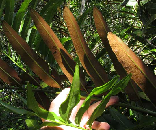 Golden Leather Fern, ACROSTICHUM AUREUM, sections of fertile and sterile fronds