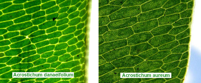 areoles of Acrostichum danaeifolium and Acrostichum aureum