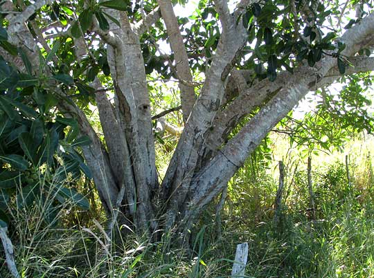 FICUS OBTUSIFOLIA, trunks