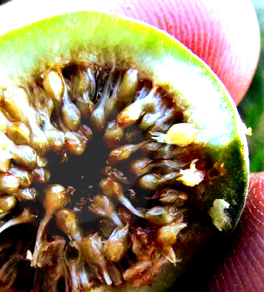 FICUS OBTUSIFOLIA, open syconium