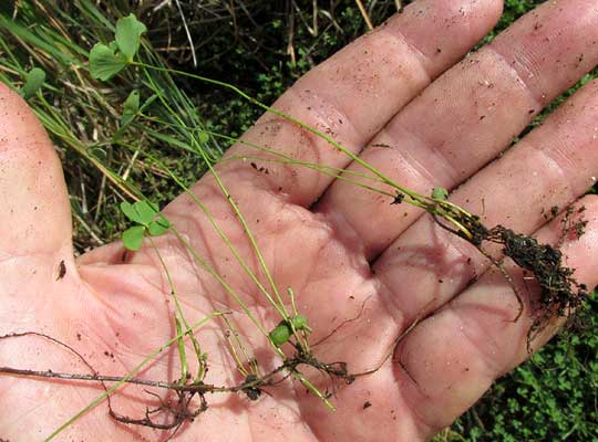 Hairy Water Clover, MARSILEA VESTITA, rhizomes