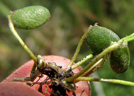 Hairy Water Clover, MARSILEA VESTITA, sporangium cases, or sporocarps