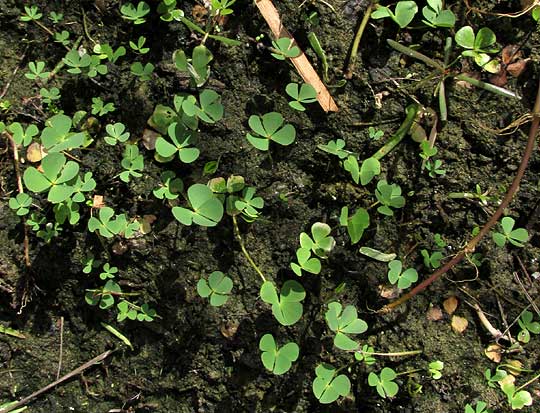 Hairy Water Clover, MARSILEA VESTITA, in mud