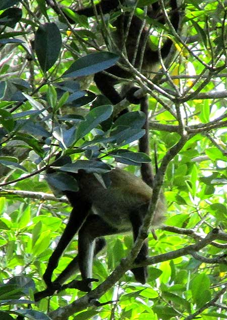 Geoffroy's Spider Monkey, ATELES GEOFFROYI