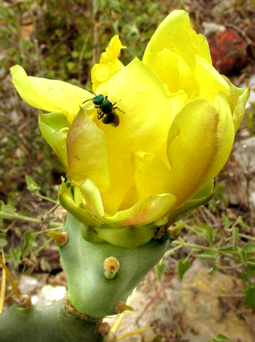 Coastal Prickly Pear, OPUNTIA STRICTA, flower, side view