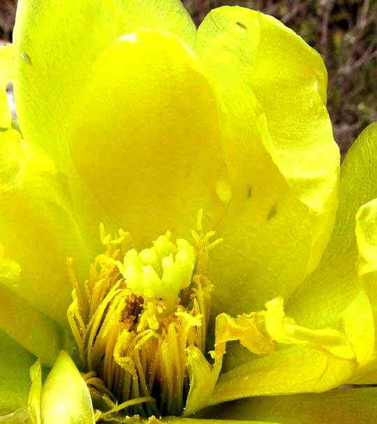 Coastal Prickly Pear, OPUNTIA STRICTA, flower, inside view