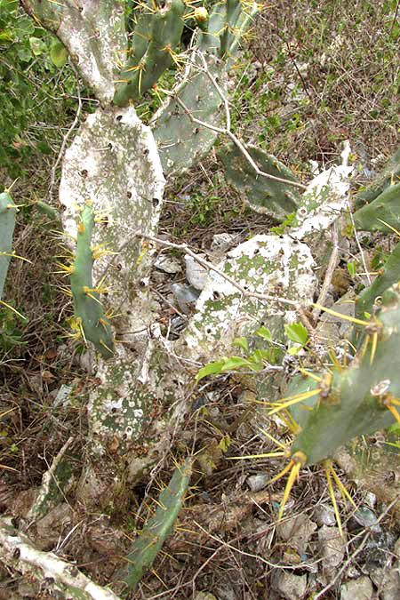 Coastal Prickly Pear, OPUNTIA STRICTA, base