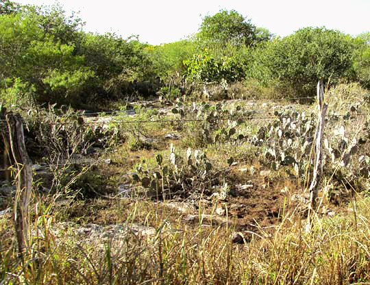 Coastal Prickly Pear, OPUNTIA STRICTA, habitat