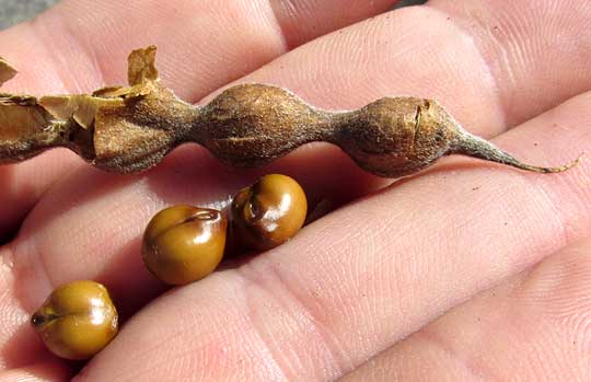 Necklacepod, SOPHORA TOMENTOSA, pod with beans