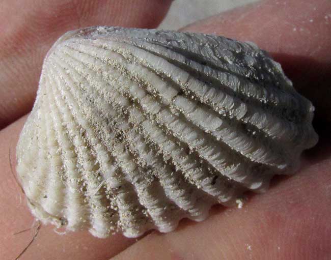 fossil of Yellow Prickly Cockle, DALLOCARDIA MURICATA, top view