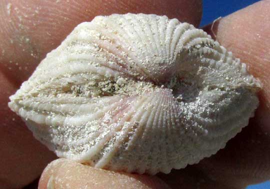 fossil of Yellow Prickly Cockle, DALLOCARDIA MURICATA, rear view