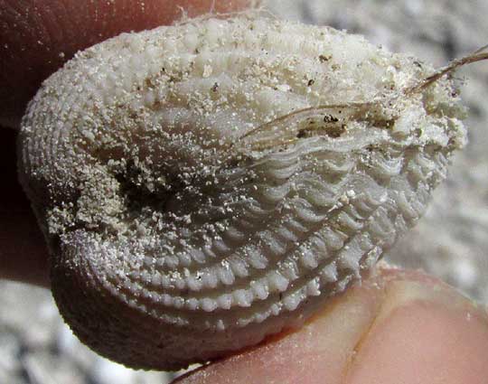 fossil of Yellow Prickly Cockle, DALLOCARDIA MURICATA, side view