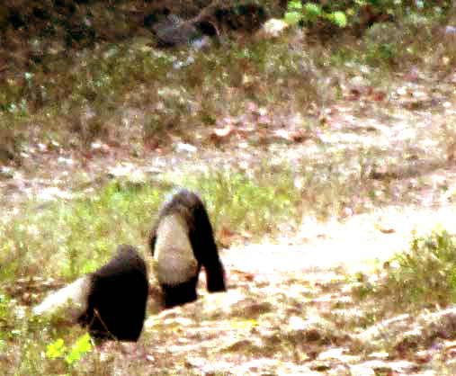 Tayra, EIRA BARBARA