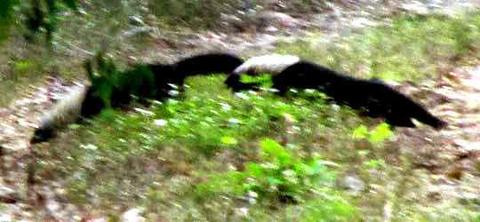 Tayra, EIRA BARBARA