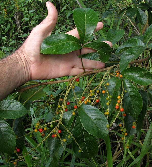 Palo de Caja, ALLOPHYLLUS COMINIA, flowers & fruits