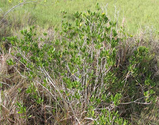 Seaside Oxeye, BORRICHIA ARBORESCENS, bush