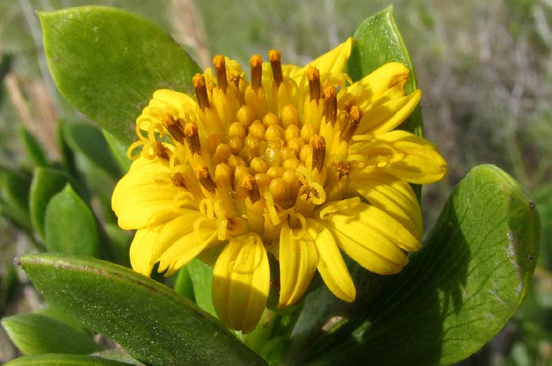 Seaside Oxeye, BORRICHIA ARBORESCENS, flowering head
