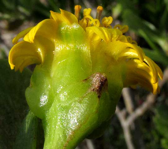 Seaside Oxeye, BORRICHIA ARBORESCENS, succulent involucre