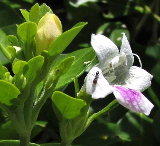 BRAVAISIA BERLANDIERIANA, flower with leaves