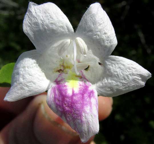 BRAVAISIA BERLANDIERIANA, corolla, front view