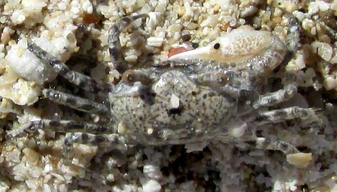 Saltpan Fiddler Crab, UCA BURGERSI