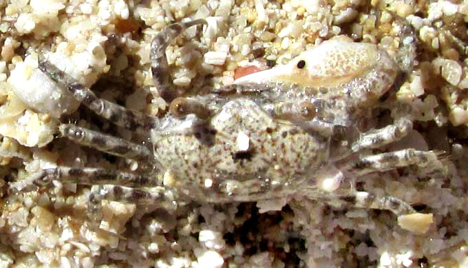 Saltpan Fiddler Crab, UCA BURGERSI