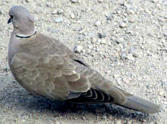 Eurasian Collared Dove, STREPTOPELIA DECAOCTO, in Mexico