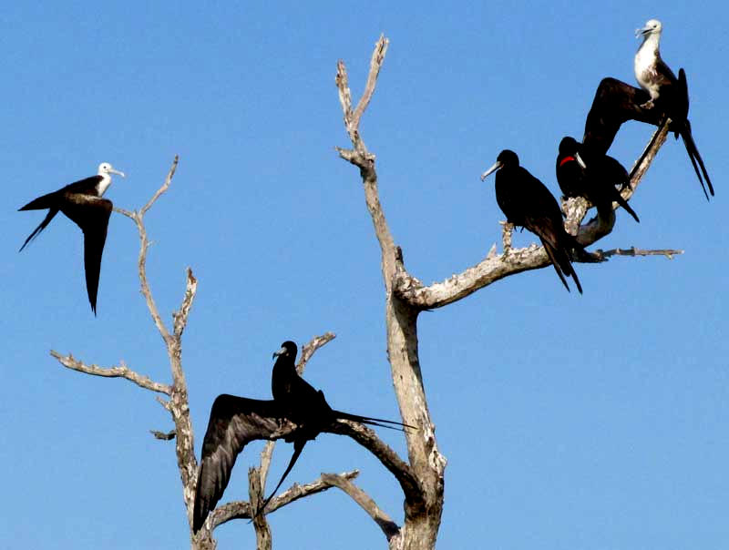 Magnificent Frigatebird, FREGATA MAGNIFICENS, drying wings