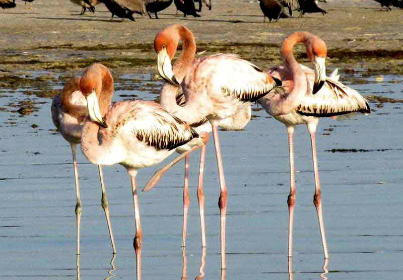 American Flamingo, PHOENICOPTERUS RUBER, young, preening