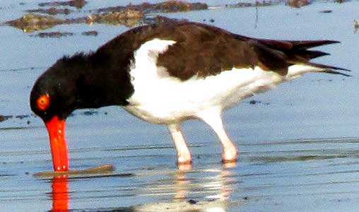 American Oystercatcher, HAEMATOPUS PALLIATUS