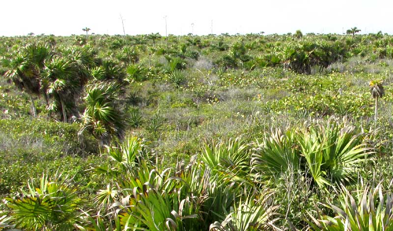  Buccaneer Palms, PSEUDOPHOENIX SARGENTII, habitat