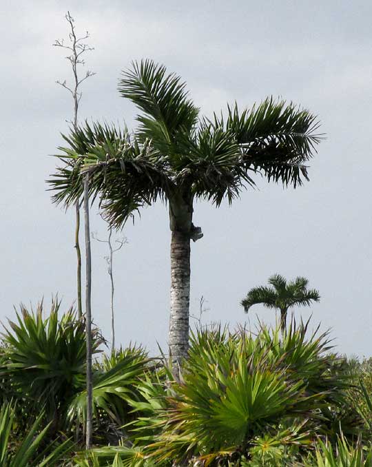  Buccaneer Palms, PSEUDOPHOENIX SARGENTII