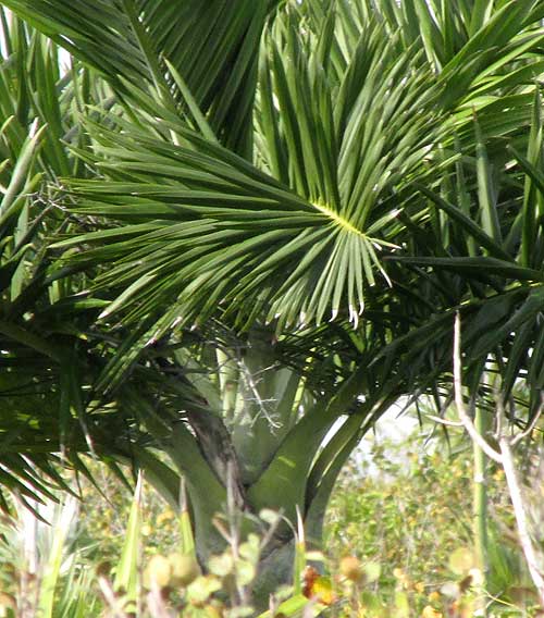  Buccaneer Palms, PSEUDOPHOENIX SARGENTII, fronds