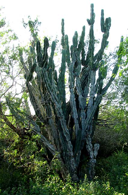 STENOCEREUS LAEVIGATUS habitat