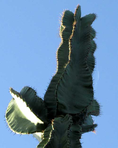 STENOCEREUS LAEVIGATUS, ridges