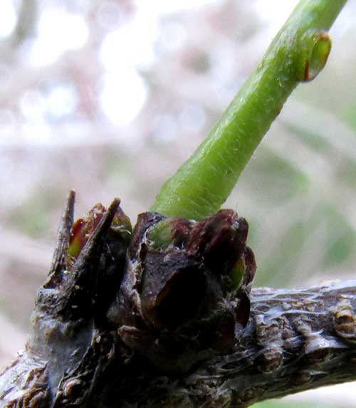 Pringle Acacia, VACHELLIA [ACACIA] PRINGLEI, stipular spines and petiole gland