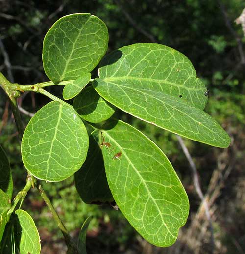 Pringle Acacia, VACHELLIA [ACACIA] PRINGLEI, leaf
