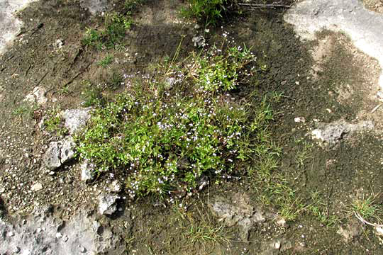 AGERATUM GAUMERI, habitat