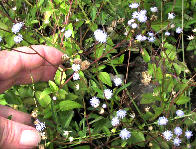 AGERATUM GAUMERI