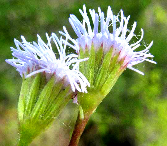 AGERATUM GAUMERI, involucre