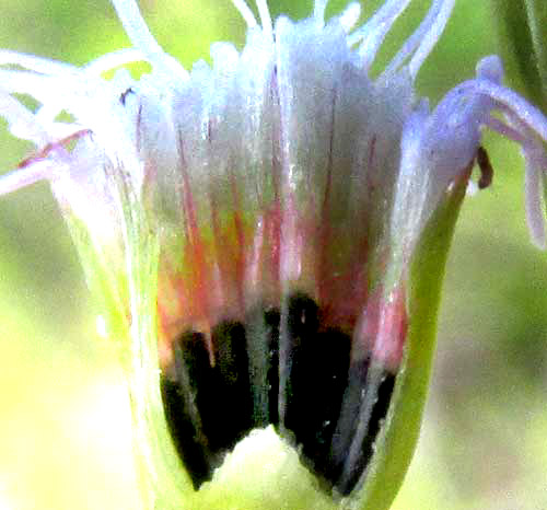 AGERATUM GAUMERI, longitudinal section of head