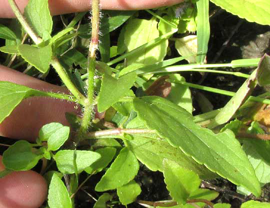 AGERATUM GAUMERI, leaves