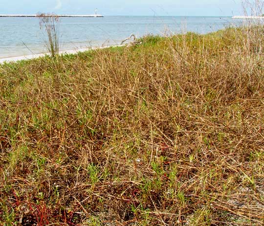 Saltweed, BLUTAPARON VERMICULARE, habitat