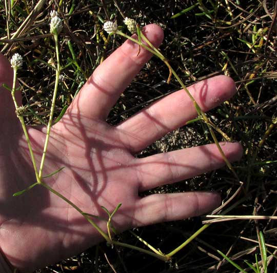 Saltweed, BLUTAPARON VERMICULARE